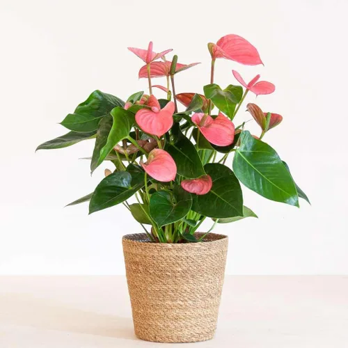 Vista 2 de Planta viva rosa Anthurium para interior Plantas de interior en maceta