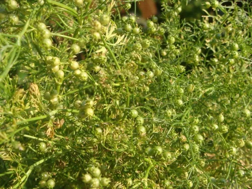 Vista 6 de Cilantro (perejil chino Dhania) Vegetal sin OMG para plantar 500 semillas