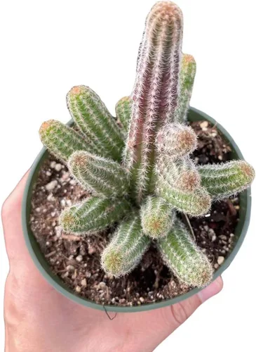 Vista 4 de Plantas de cactus vivas de USKC (maceta Opuntia Santa Rita de 4 pulgadas)