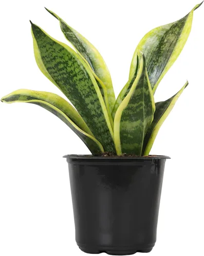 Vista 14 de Plants for Pets - Planta de serpiente viva con maceta blanca decorativa, suculentas Sansevieria Trifasciata Laurentii, plantas
