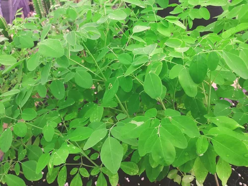 Vista 4 de 10 plantas vivas Moringa oleifera Tamaño de planta viva de hasta 10" a 15" 00
