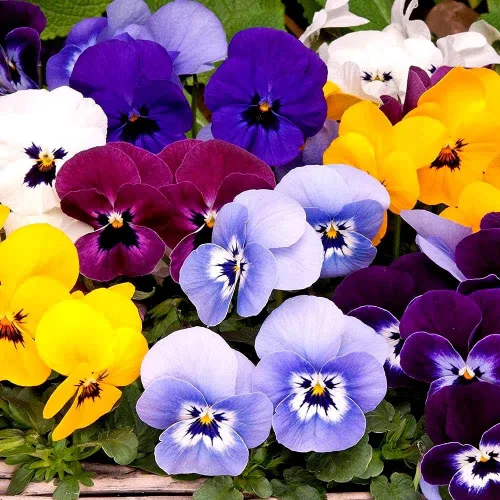 Vista 6 de Mezcla de semillas de bambú de viola multicolor, más de 50 semillas para plantar sin OMG