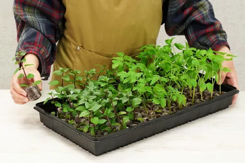 Vista 9 de Planters Pride Kit Grnhouse Fbrgrow