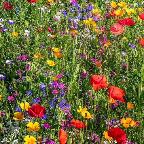 Vista 6 de The Old Farmer's Almanac Semillas de Flores Silvestres Premium Mezcla de Polinizadores de 23 Variedades - Sin OGM, Polinización Abierta - Columbine
