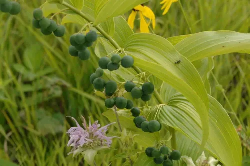 Vista 3 de Great Solomons Seal Seeds para plantar (30 semillas) - Polygonatum biflorum - Impresionantes flores lloronas y frutales