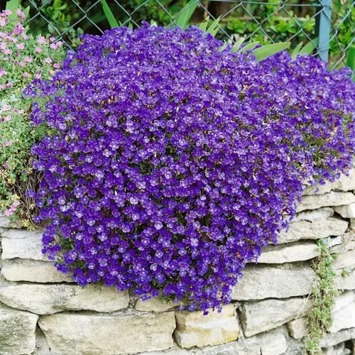 Vista 2 de Semillas Berro de Roca Púrpura - Flores Perennes para Plantar