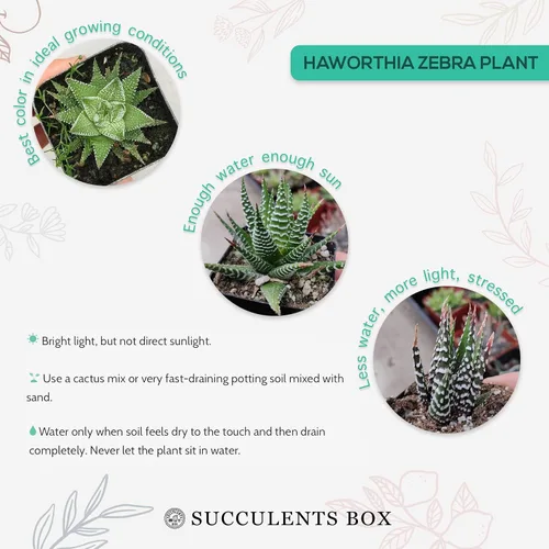 Vista 2 de Haworthia 'Zebra Plant' - Suculenta puntiaguda de aloe a rayas blancas (2 pulgadas + maceta de barro)
