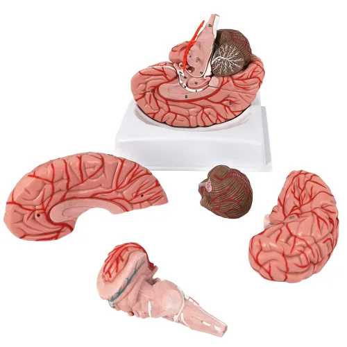 Vista 6 de Evotech - Modelo de cerebro humano con arterias, 9 partes de anatomía de tamaño real, modelo de cerebro en una base, muestra horizontal liso a Rojo