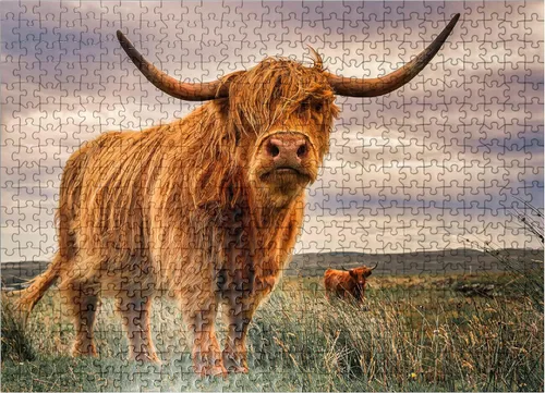 Vista 8 de MyPuzzle Strict Pair of Highland Cows Caught On The North Coast of Scotland - Rompecabezas prémium de 100 piezas para adultos