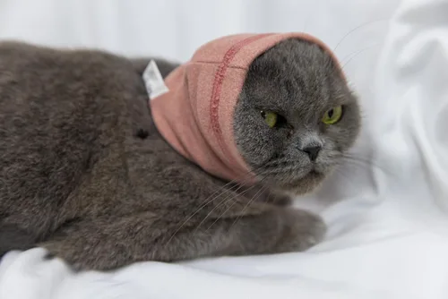 Vista 15 de Paquete de 2 protectores de orejas de gato sin arañazos para el cuidado de heridas 1azul+1 gris