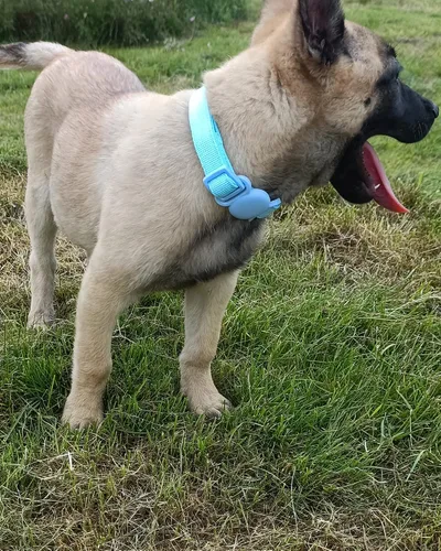 Vista 5 de Petank Collar de perro AirTag acolchado suave para perros pequeños a grandes, con dispositivo AirTag de silicona - Rosa (M)