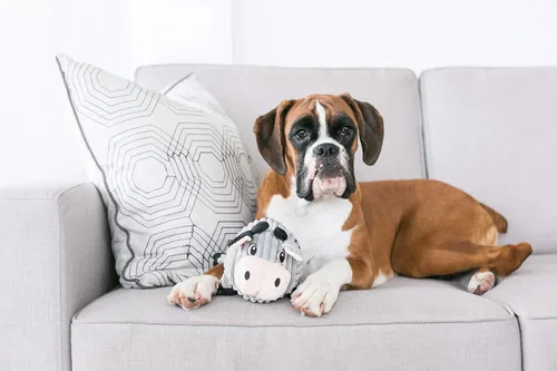 Vista 5 de Outward Hound Fattiez - Juguete de peluche para perro con cerdo chillón, pequeño Engaging Squeak Sounds, Soft Plush & Round Shape, Easy Carry