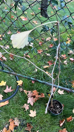 Vista 3 de Ginkgo Biloba Planta exacta #8Seedling sin sexo a raíz desnuda 3 años de edad