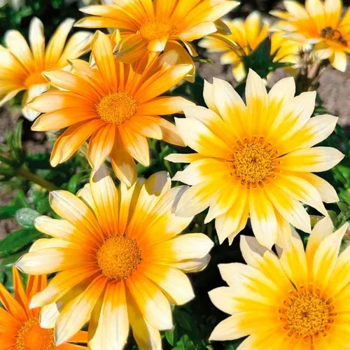 Vista 2 de Park Seed Semillas de Gazania Sunshine Mix