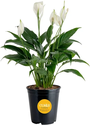 Vista 16 de Costa Farms - Lirio de paz Spathiphyllum, planta viva