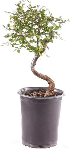 Vista 12 de Brussel's Bonsai Árbol bonsái de olmo chino vivo, al aire libre, paquete de 2 – pequeño, 5 años de edad, 6 a 8 pulgadas de alto – incluye macetas