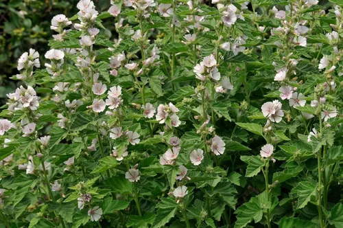 Vista 6 de Semillas Malvavisco Althaea officinalis No GMO Heirloom