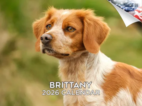 Vista 116 de Calendario de Lebrel Afgano 2025 2026, calendario mensual de pared de raza canina, 12" x 18" abierto, papel grueso sin traspaso, ideal para regalo