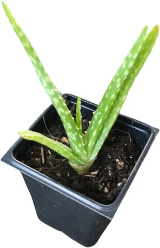 Vista 11 de Smoke Camp Crafts - Orgánico - Trío de Plantas Araña