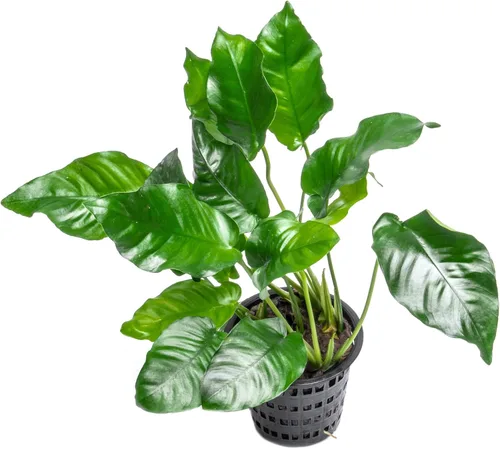 Vista 48 de SubstrateSource Plantas vivas – Anubias Hastifolia (Anubias hastifolia) – Luz baja a moderada, hojas en forma de flecha de color verde medio a
