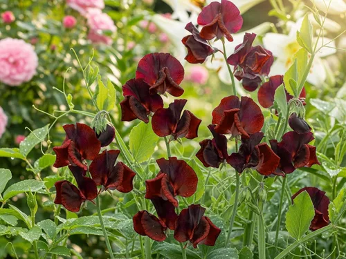Vista 4 de 10 semillas de vid de flores Black Knight Sweet Pea Lathyrys Odoratus