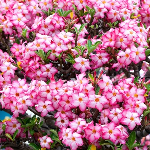 Vista 2 de 5 semillas de rosas del desierto coloridas para plantar, semillas de rosas del desierto de belleza rara, reliquia sin OMG, para el hogar, jardín