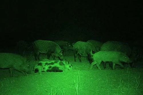 Vista 4 de Detector de luz linterna verde Ulako único 1 modo con Zoom LED 150 yardas para la pesca y caza