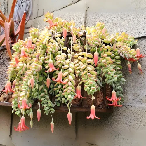 Vista 7 de Cotyledon Pendens - Planta suculenta viva - Maceta de 4 pulgadas Planta de interior rara Suculenta de interior de fácil cuidado