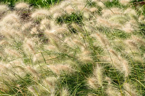 Vista 9 de 30 semillas de flores de setaceum Pennisetum de hierba blanca