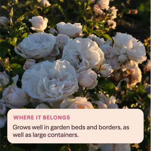 Vista 7 de Heirloom Roses Rose Plant - Amber Abundance® Apricot Rose Bush, English Legend Planta viva para plantar al aire libre
