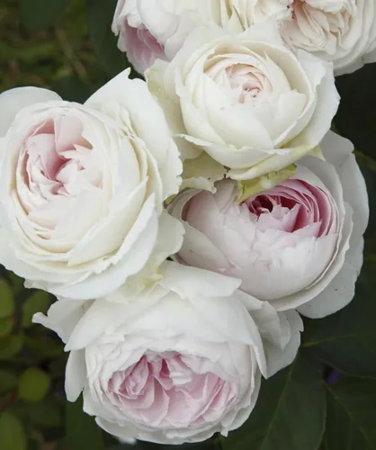 Vista 3 de Earth Angel Parfuma Rose, 1.5 galones en maceta, rosa rubor, planta viva Floraciones en forma de peonía, raíz propia, zonas resistentes 5-10