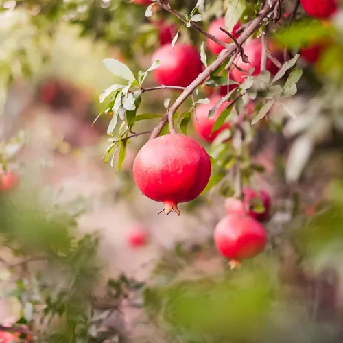 Vista 5 de Perfect Plants Wonderful Pomegranate Tree, 2 Gallon, Live Plant Self-pollinating with large red fruit ripening in September, zones 8-11, showy