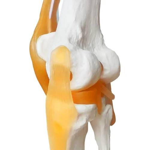 Vista 5 de EVOTECH SCIENTIFIC - Modelo de articulación de rodilla funcional humana con ligamento, tamaño real
