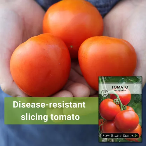 Vista 3 de Sow Right Seeds - Semillas de tomate Marglobe para plantar - Paquete de reliquia sin OMG con instrucciones para plantar y cultivar un huerto casero
