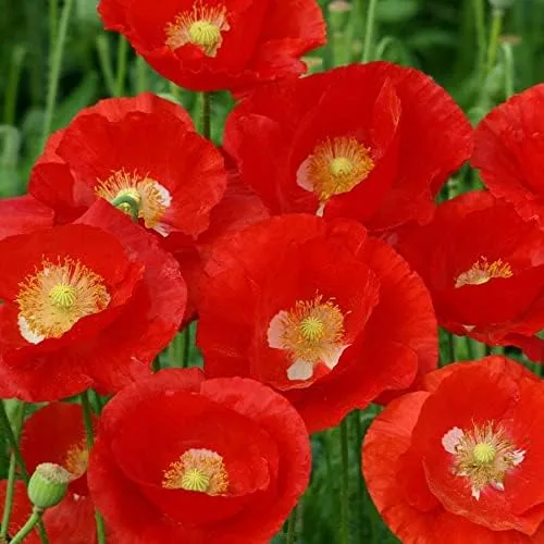 Vista 11 de Park Seed Semillas de plantas de flores de amapola, fáciles de cultivar, perfectas para jardín de primavera, gris increíble, paquete de 100