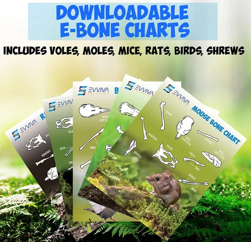 Vista 4 de Amazing Owl - Kit de disección de pellets de 5 piezas para proyectos de laboratorio científico, con pinzas y sondas de madera, ideal para proyectos
