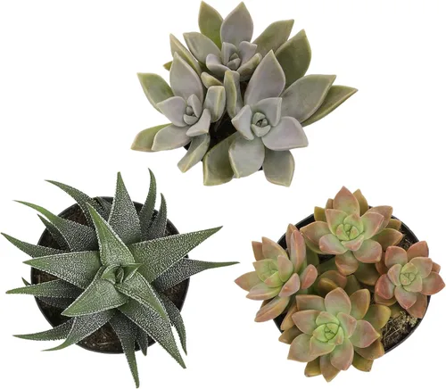 Vista 15 de Altman Plants Plantas suculentas gigantes (4 unidades) XL Lithops Plantas vivas y suculentas reales, plantas seguras para mascotas y plantas