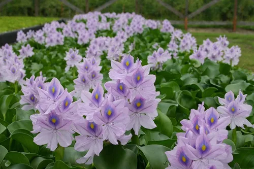 Vista 2 de Plantas flotantes para jardines acuáticos y estanques (jacinto de agua) (Jacinto de agua, 1, cuenta)