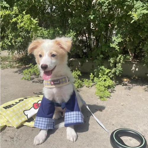 Vista 5 de Coderas de perro de estilo formal, rodilleras delanteras para perros grandes, protección contra heridas y soporte antilamer para piernas o Azul