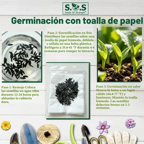 Vista 2 de 100 semillas de hosta en forma de corazón para jardín de sombra perenne para plantar al aire libre