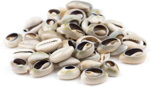 Vista 4 de Cowrie Shells (mediano) – Aproximadamente 50 piezas – Blanco, Natural – Fabricación de joyas, proyectos de manualidades, uso artístico, adornos