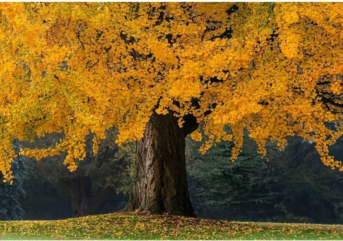 Vista 2 de wall26 Papel para pared autoadhesivo, grande, serie de murales, WMR-WP-X-D668-66x24x4