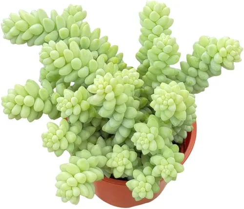 Vista 14 de Suculenta viva de 4 pulgadas "Baby Toes Fenestraria Rhopalophylla, plantas suculentas vivas completamente enraizadas, planta