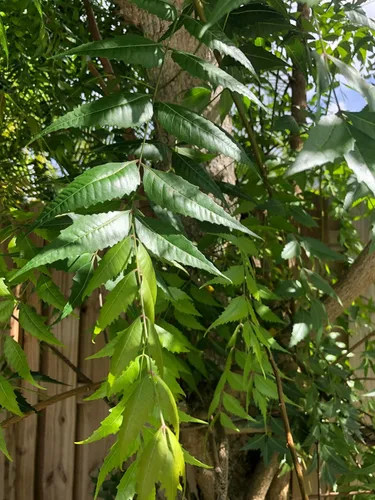 Vista 3 de Hojas frescas de neem (50) Margosa, Azadirachta Indica, lila india, nim, el nimbo de la India Uso de té sin cafeína Remedio herbario