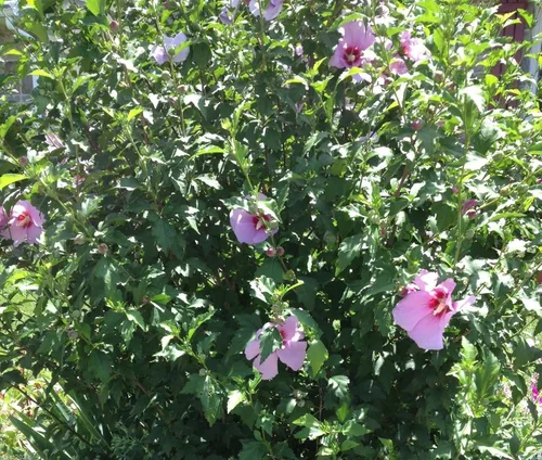 Vista 5 de HIBISCUS, 50 semillas de rosa de Sharon (Hibiscus syriacus), resistente al frío, perenne