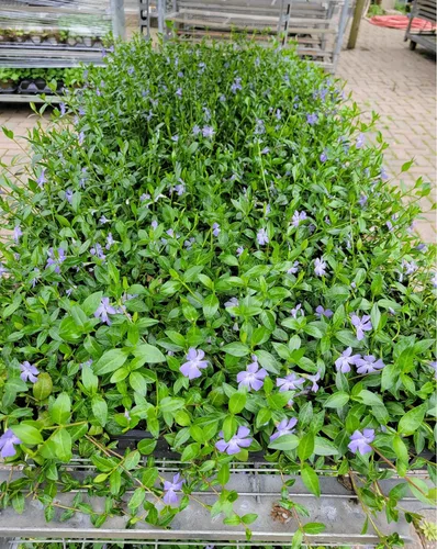 Vista 3 de Myrtle Vinca/Periwinkle Hardy Groundcover 50 Plantas Macetas de 2
