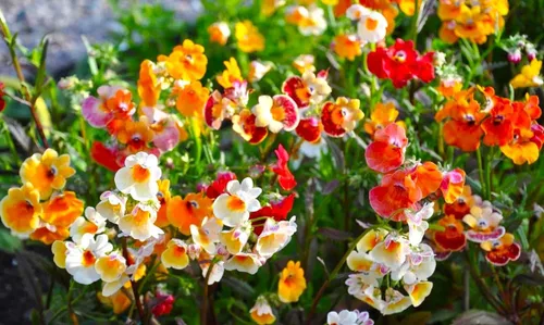 Vista 4 de Seeds Nemesia Galaxy Seed Mix 450+ Semillas para plantar flores anuales