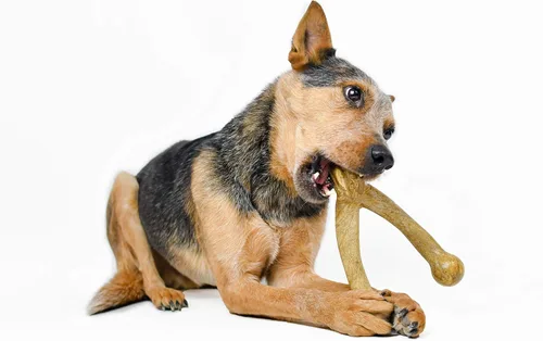 Vista 7 de Pet Qwerks Wishbone BarkBone - Juguete masticable de nailon para masticadores agresivos, sabor a mantequilla de maní, 8.25 pulgadas
