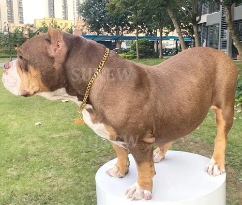 Vista 2 de SUNEW Collar para caminar con diseño de placa de identificación de perro con hebilla segura, collar de cadena de eslabones cubanos resistente a