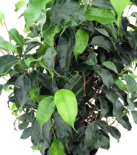 Vista 2 de Wintergreen Weeping Higuera – Ficus – Gran Árbol de interior para poca luz – 8" Bote